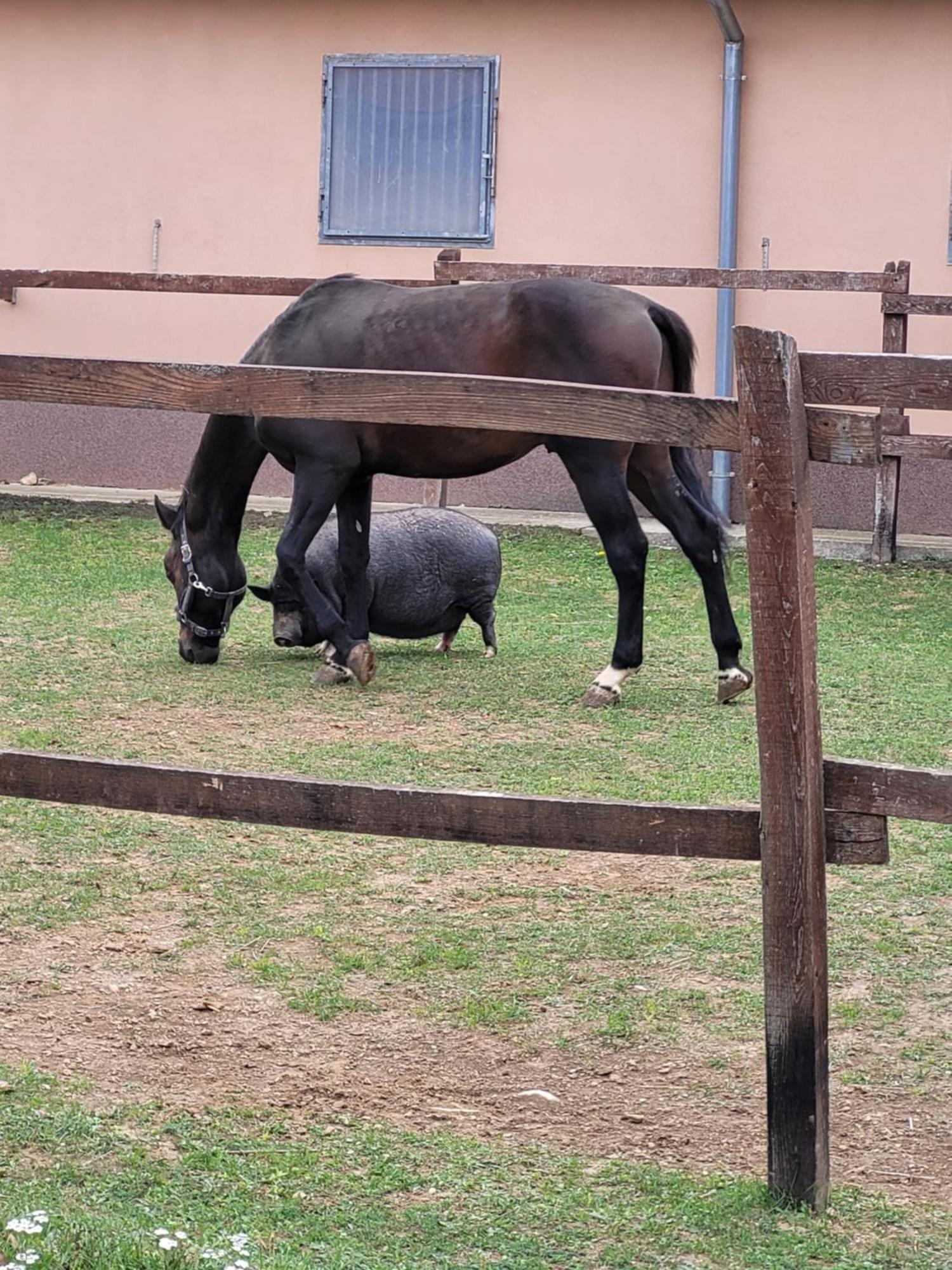 Totvar Lovas Szallashely Kovagotottos Zewnętrze zdjęcie