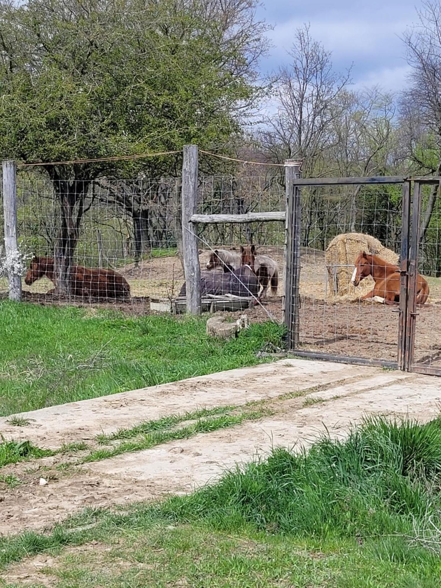 Totvar Lovas Szallashely Kovagotottos Zewnętrze zdjęcie